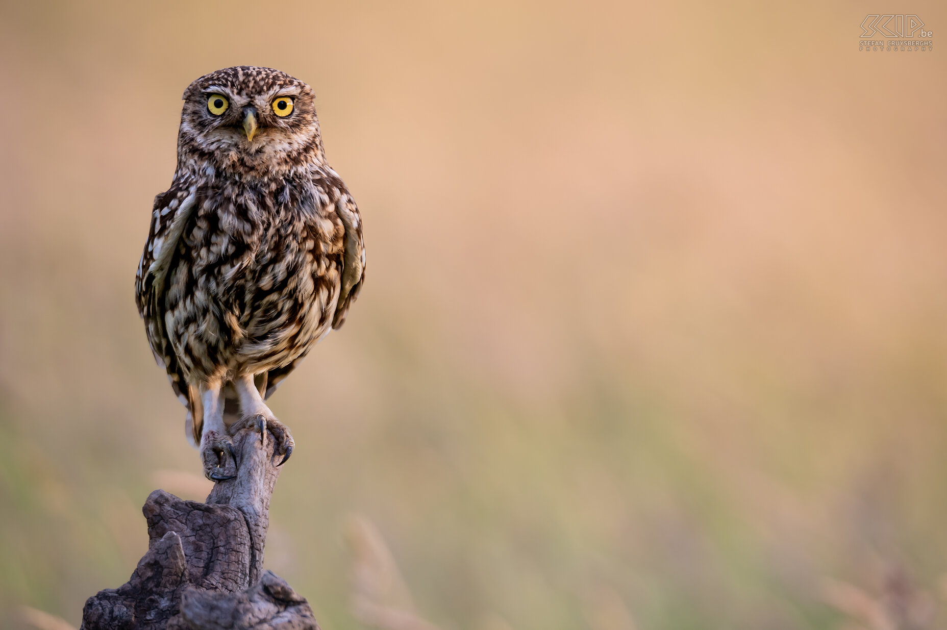 Steenuil Steenuil / Little owl ./ Athene noctua Stefan Cruysberghs